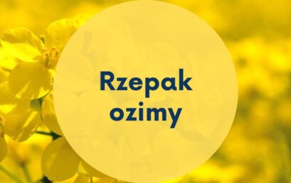 Oferta rzepaku ozimego.