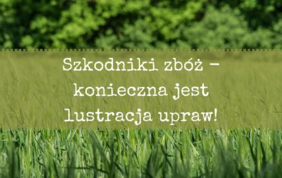 Lustracja upraw zbożowych