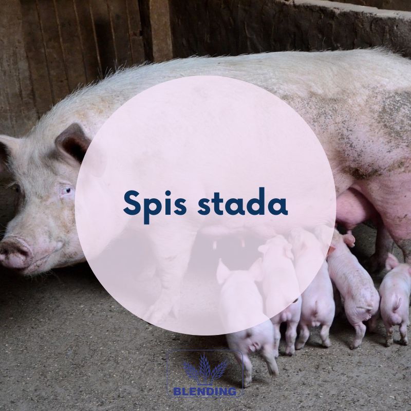 Spis stanu stada świń